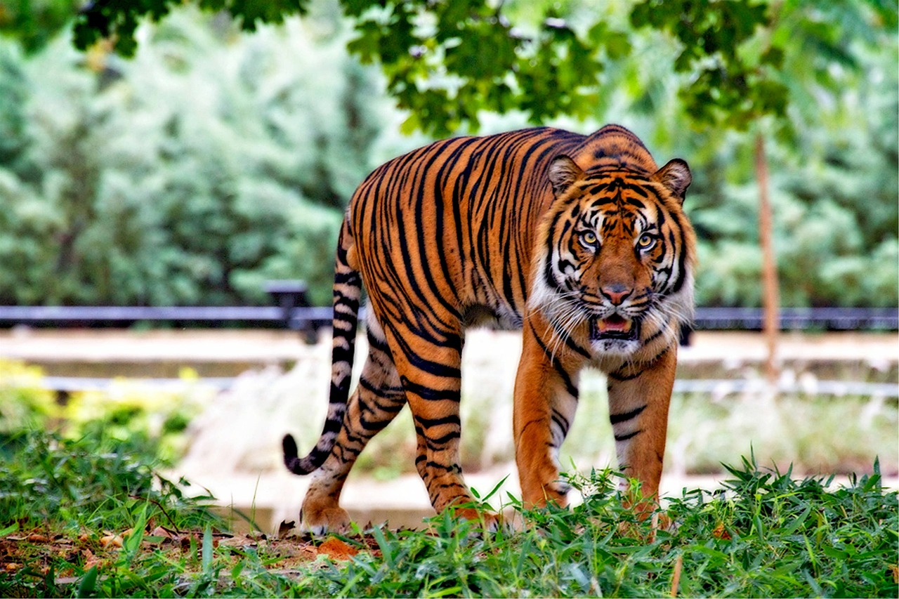 För första gången på säkert hundra år har antalet tigrar i världen ökat.