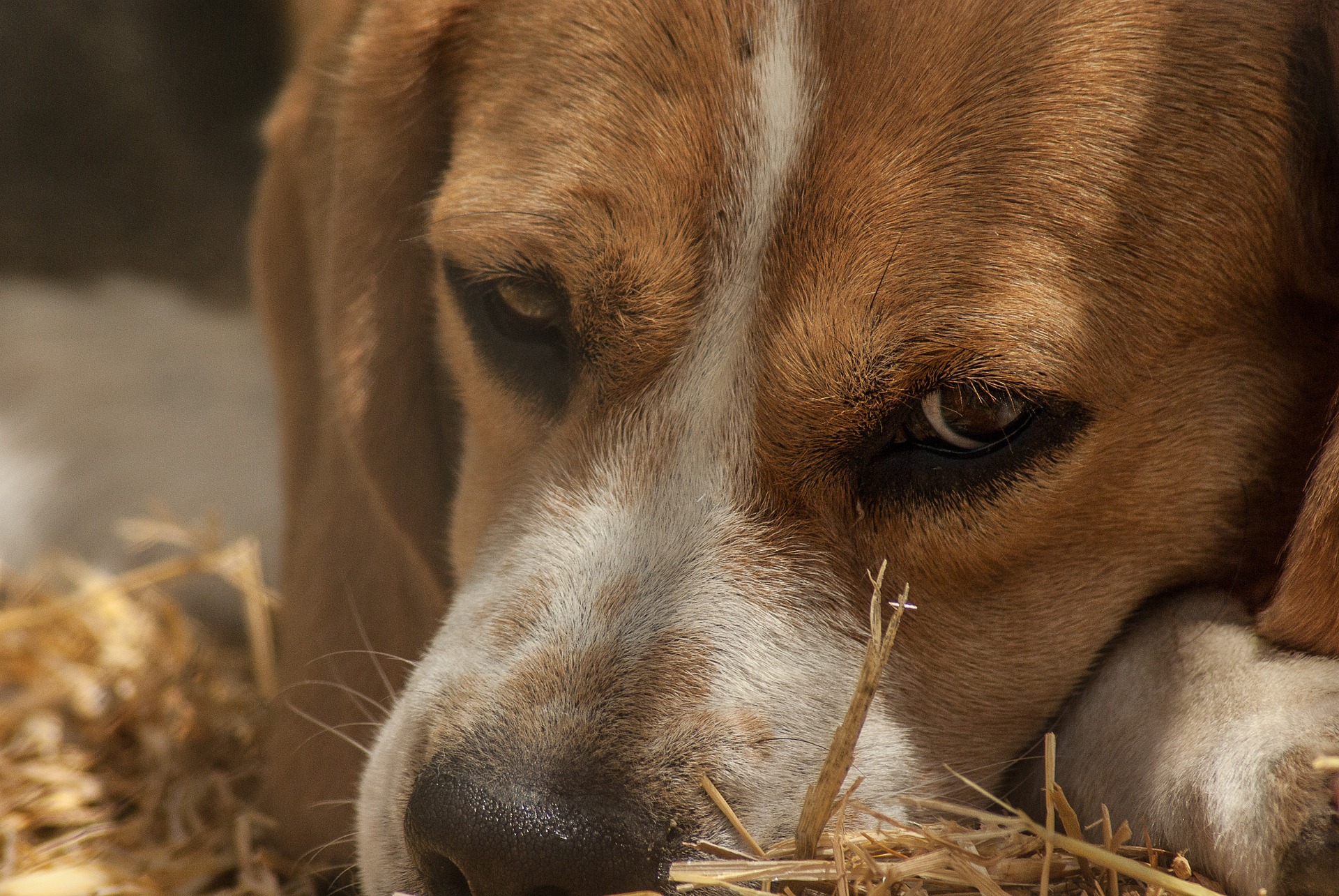 Beagle är en av de vanligaste jakthundarna idag.