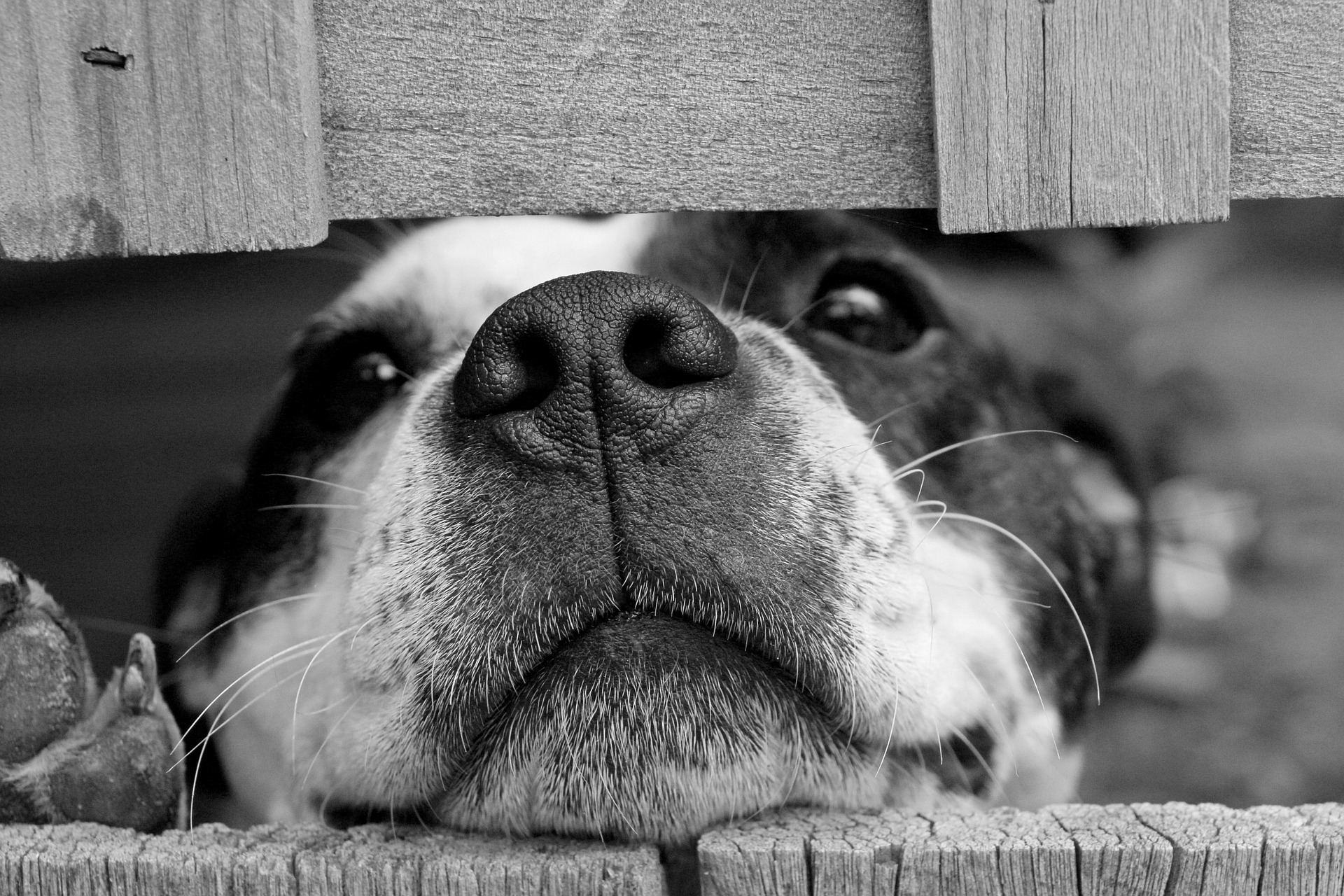 Ny forskning visar att hundar förstår mer av vad vi säger än vi trott tidigare.