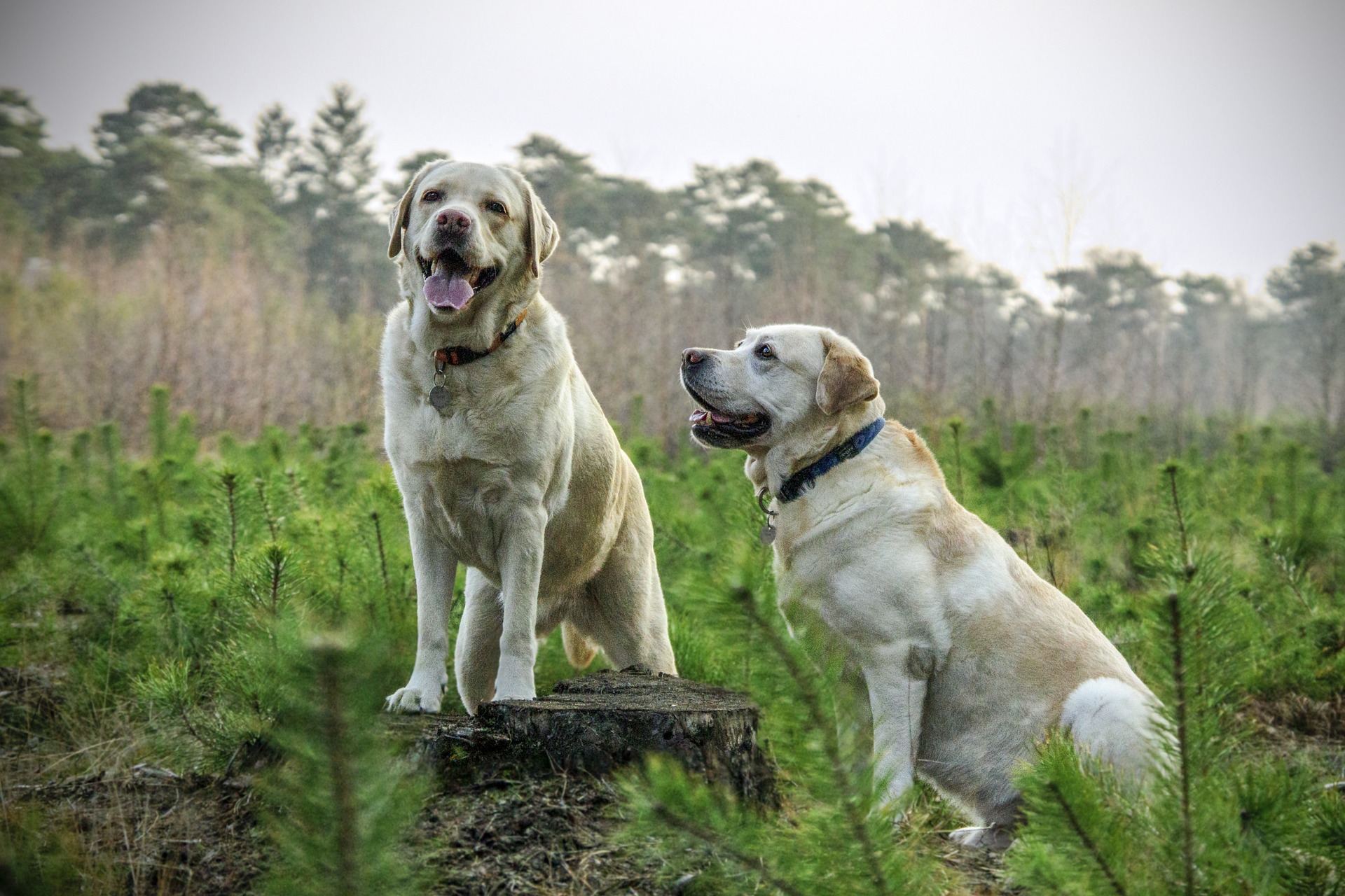 Labradoren är idag den vanligaste hundrasen i Sverige.
