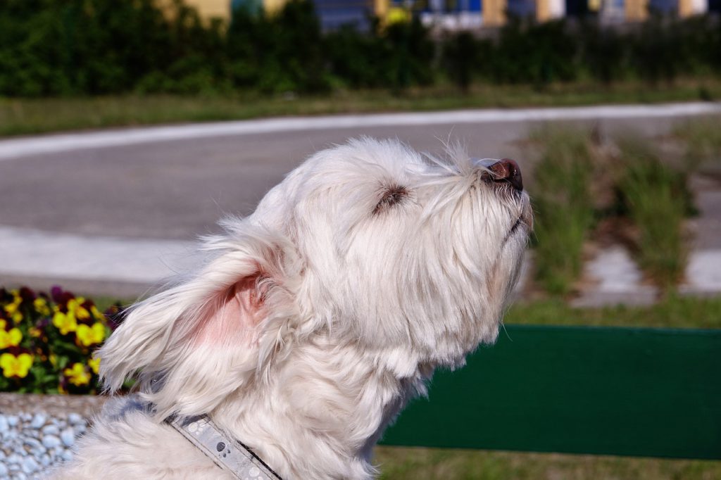 En vit hund som luktar i luften