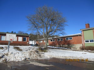 En skolgård. Ett träd. Snö som smälter. En blöt basketplan.