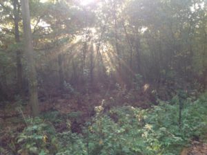 I skogen. Solens strålar skiner mellan trädens grenar och löv.