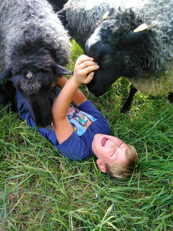 Ett barn ligger på marken och blir nosat på av två får.