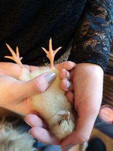 En liten kyckling i en hand