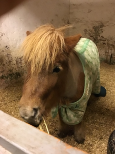 En ponny i en spilta