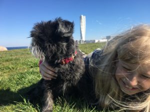 Hund och flicka leker. Turning torso i bakgrunden.