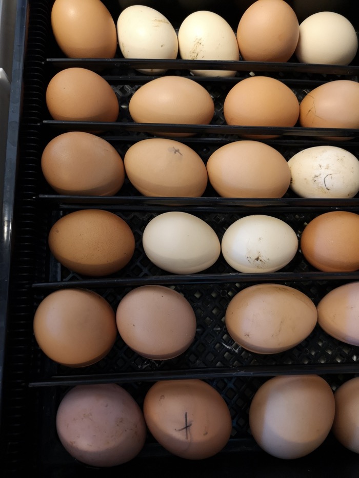 20 stycken ägg.
