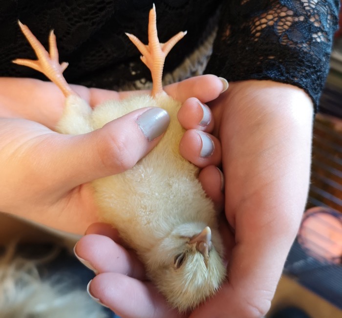 En elev håller en kyckling i sina händer.