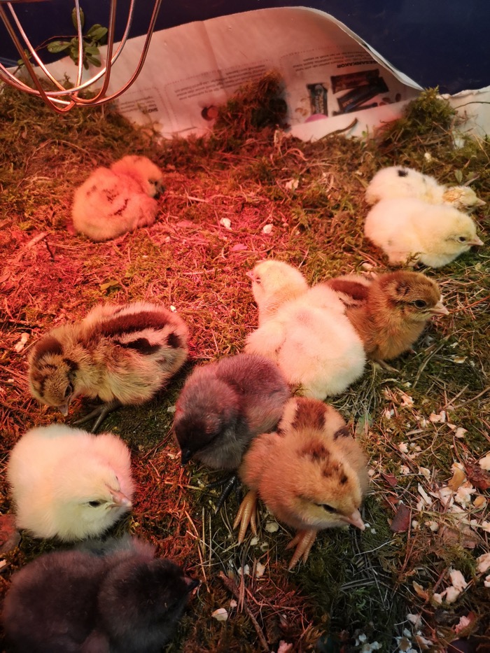 Kycklingar i bur under värmelampa.