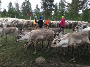 Minireportrarna ståri hagen omgivna av renar.