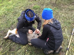 Helen sitter över en kalv och märker den i örat. Ella sitter bredvid och håller i kalvens huvud.