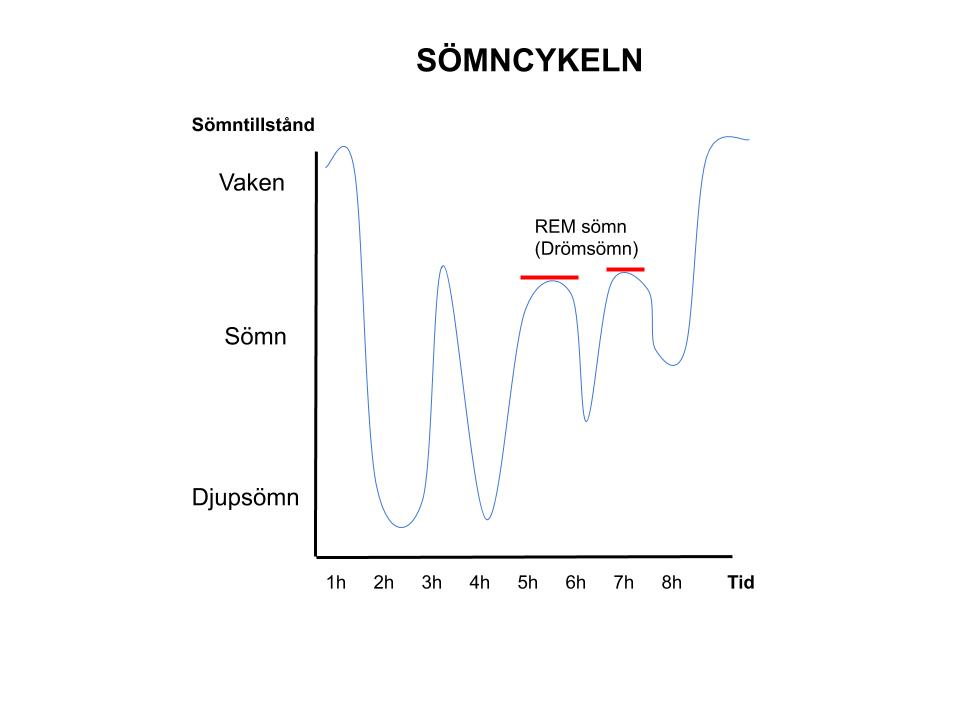 Ett diagram över hur en sömncykel kan se ut