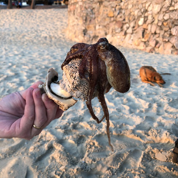 En bläckfisk som krupit ur sitt gömställe som var en gigantisk snäcka.