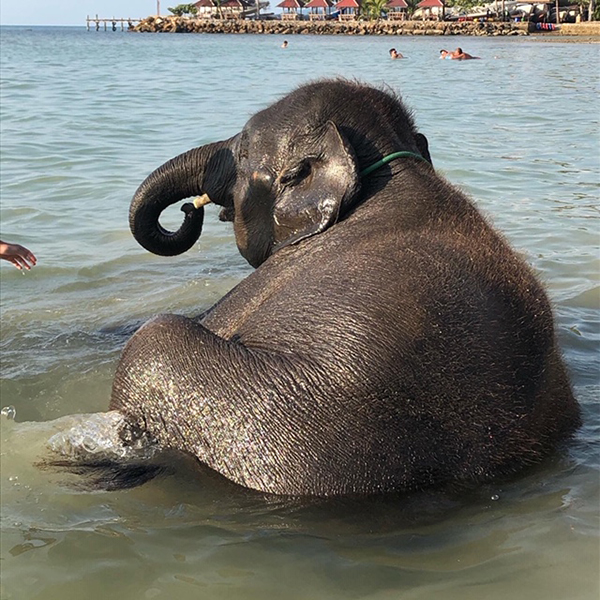 Bebiselefant som svalkar sig och leker i havet.