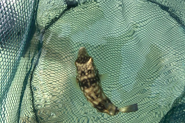 En liten blåsfisk som simmar runt i en håv.