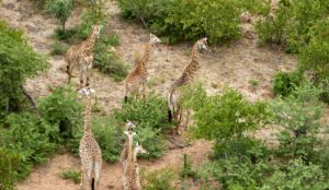 Giraffer som vandrar 