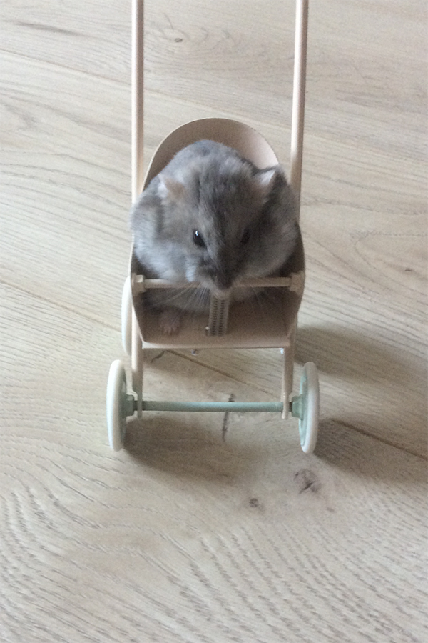 En ljusgrå hamster som sitter i en liten kärra.