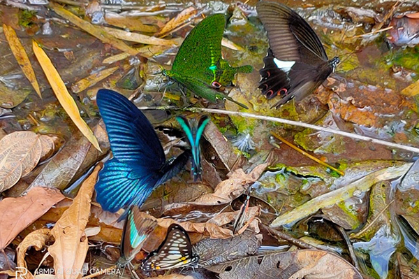 Färgglada fjärilar