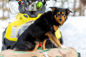 Hunden Ailo är en blandras. 