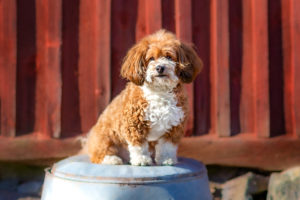 Hunden Håkan, en bichon havanais.