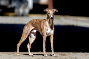 Olsson, en whippet.