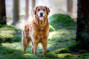 Woody, en golden retriever.