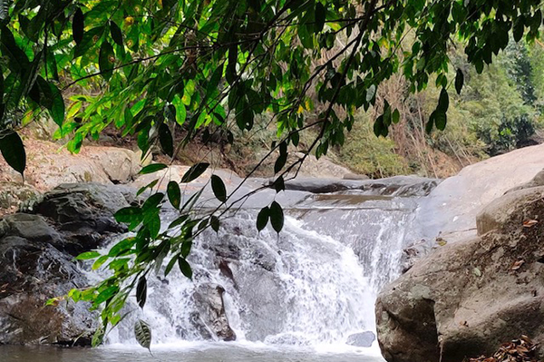 Ett grönt träd i förgrunden och ett vattenfall i bakgrunden.