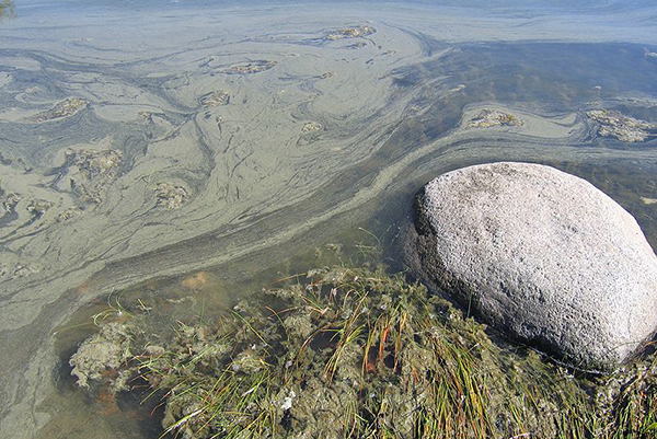 Algblomning i ett vattendrag. I vattnet syns en grön sörja.