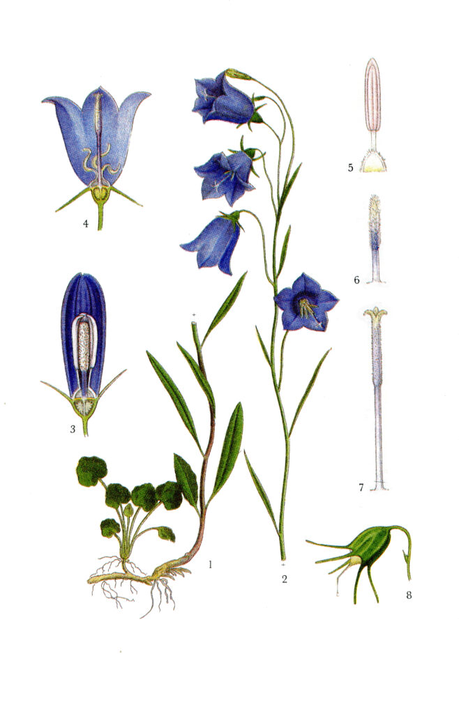 Illustration av liten blåklocka