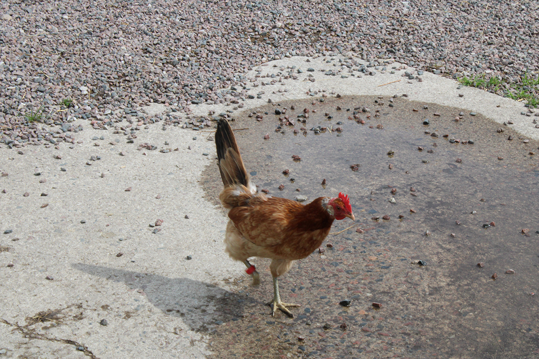 Ett höns ute på gårdsplanen